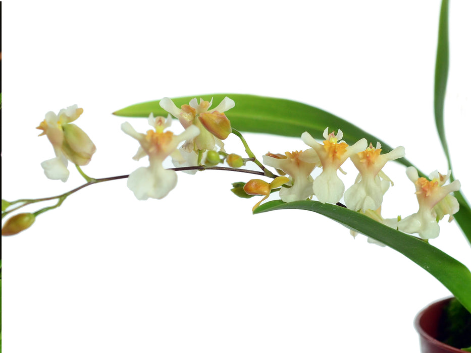 Oncidium Twinkle Fragance