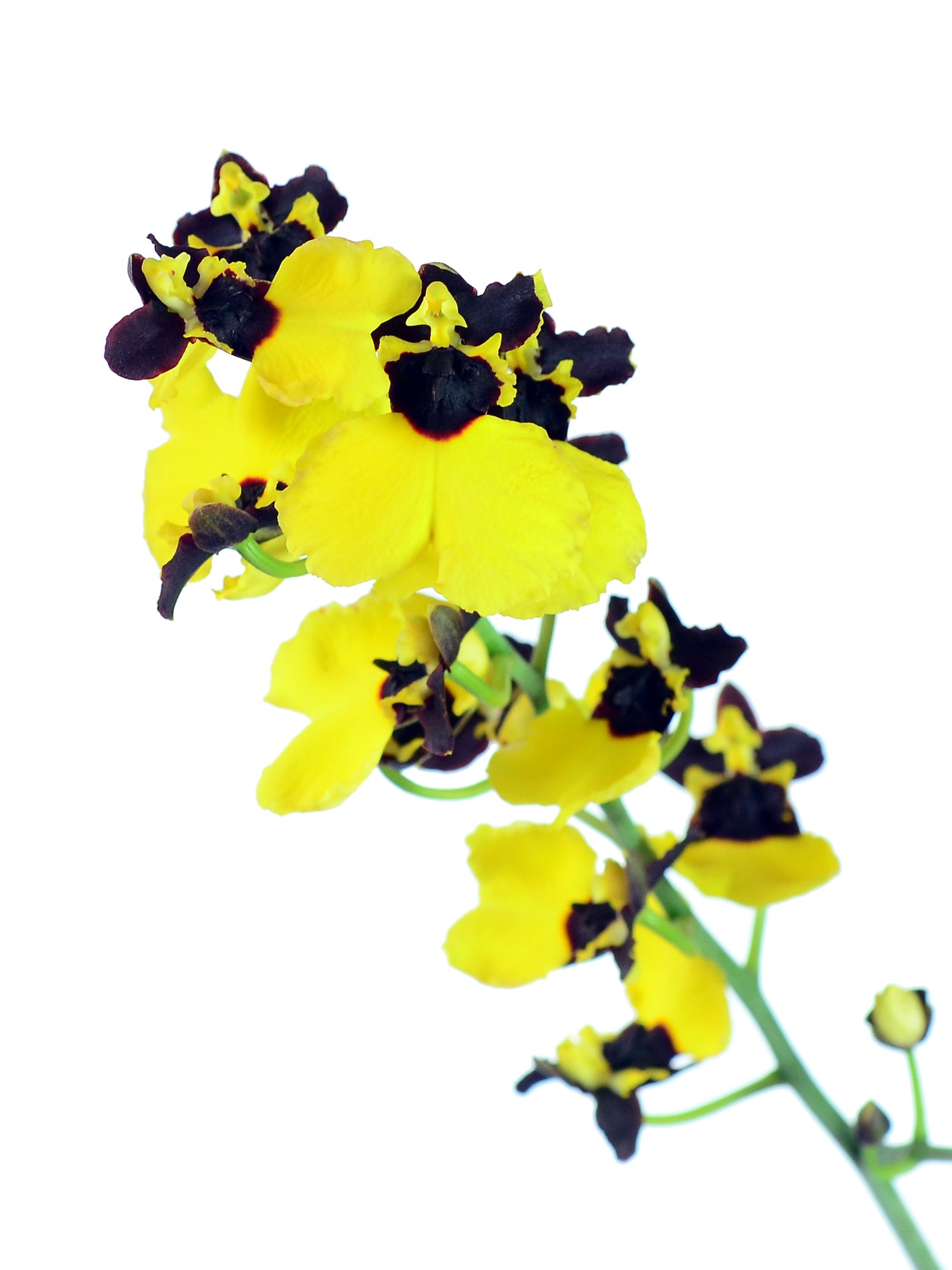 Oncidium Carbon