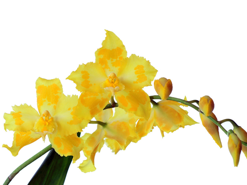 Oncidium George McMahon 'Fortuna'