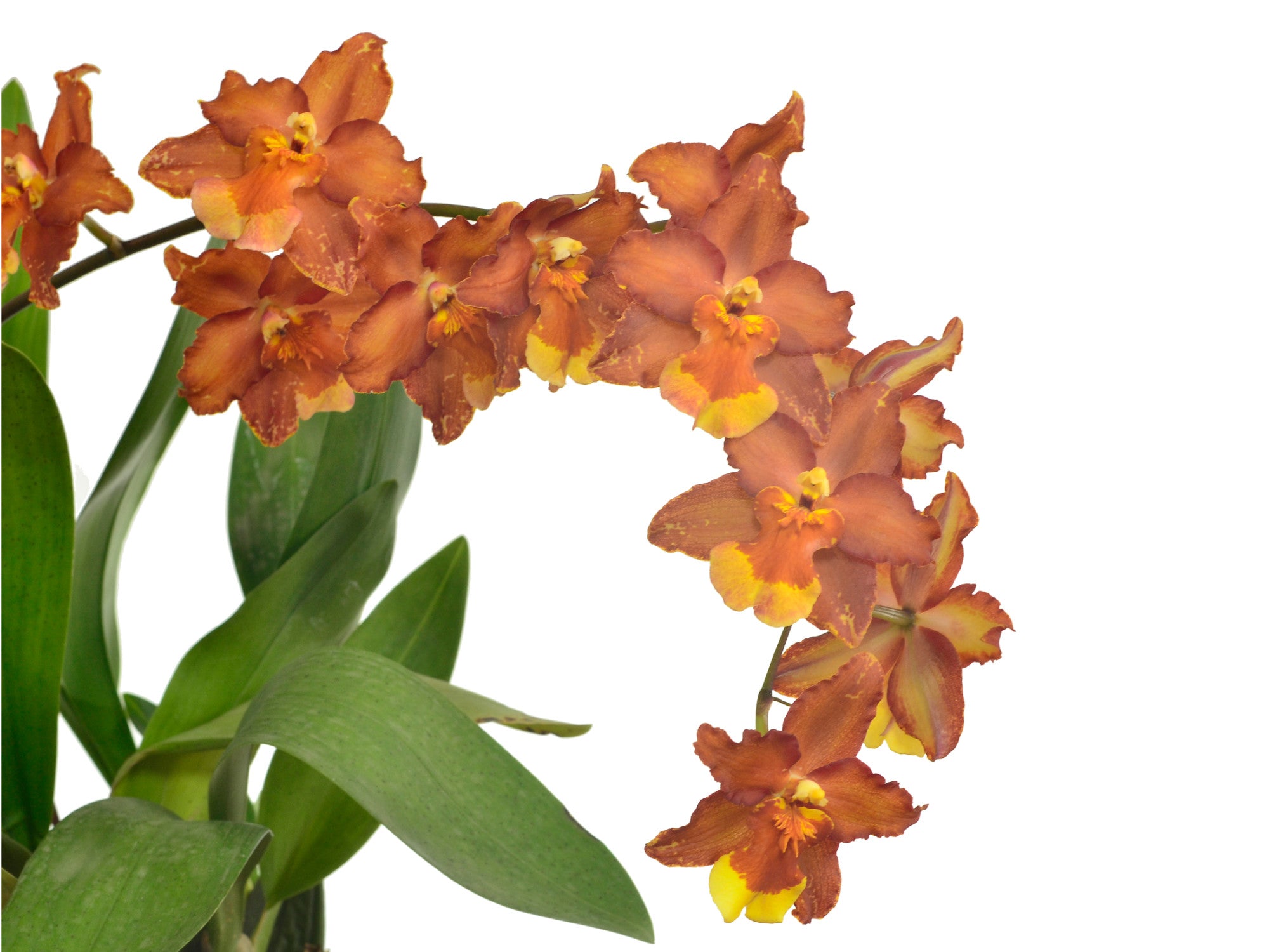 Oncidium Hilda Plumtree Purple Wings – Intermediate Hybrid
