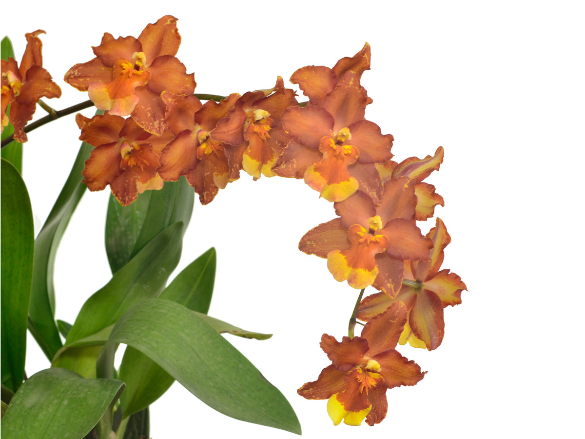 yokostagram816様 サンフラワーOX24.5 ナチュラルHI28 Ons. Hilo Firecracker — Palmer Orchids