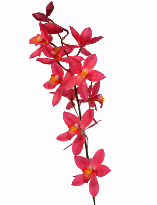 Oncidium de Lois Posey