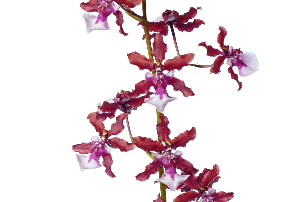 Oncidium Sharry Baby