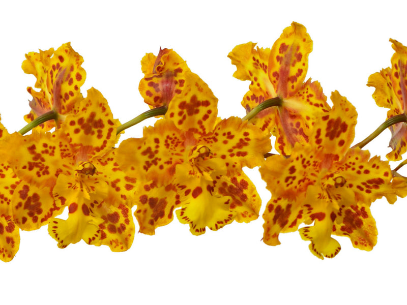 Oncidium Tiger Brew