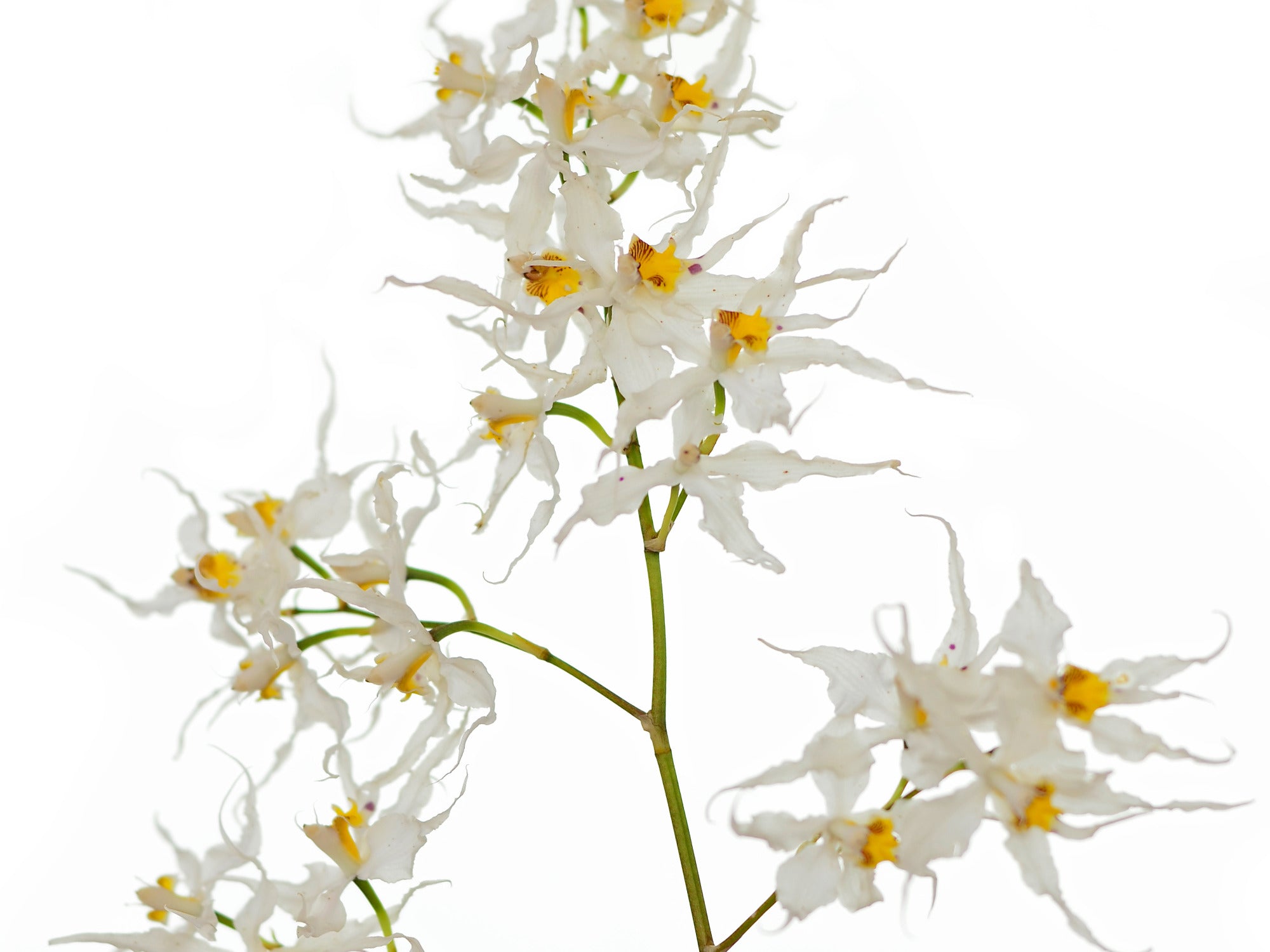 Oncidium cirrhosum alba
