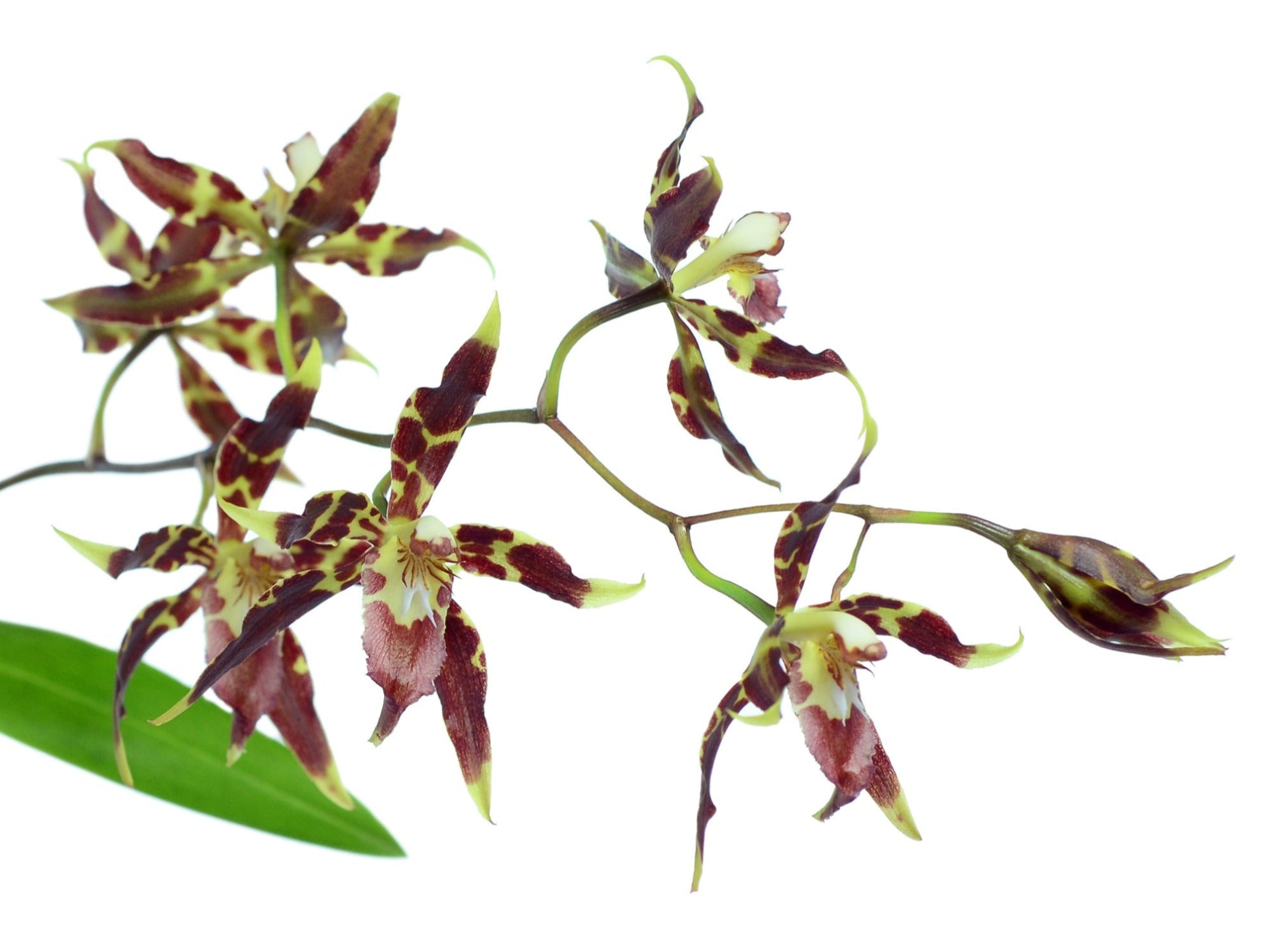 Oncidium cristatum