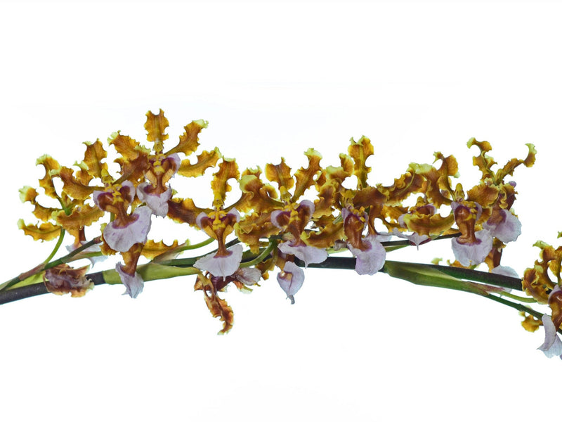 Oncidium maduroi