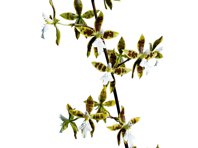 Oncidium manuelariasii