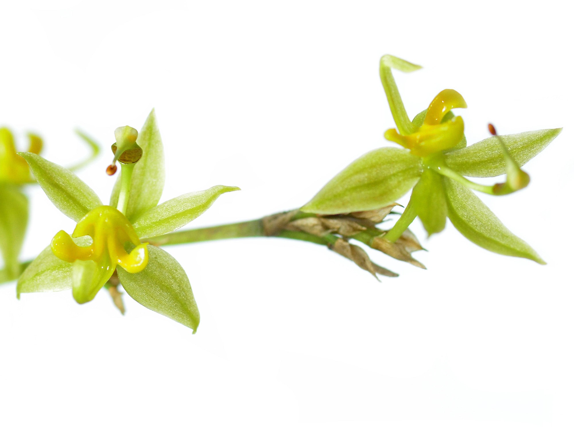 Oncidium minaxoides