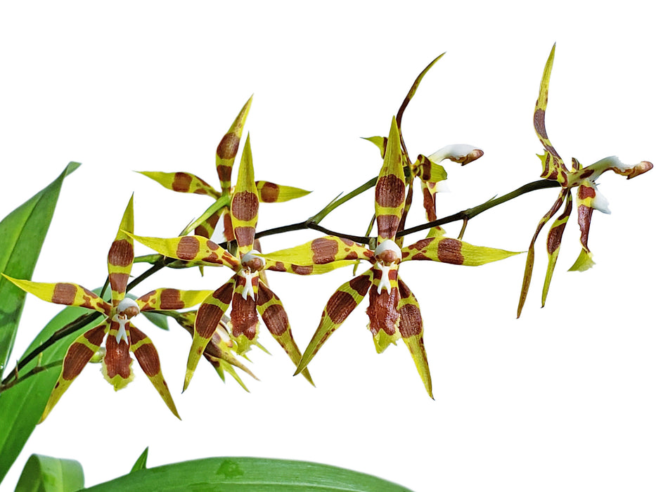 Oncidium armatum