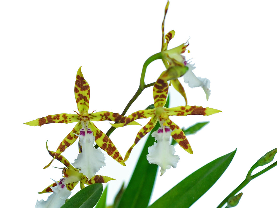 Oncidium aspidorhinum