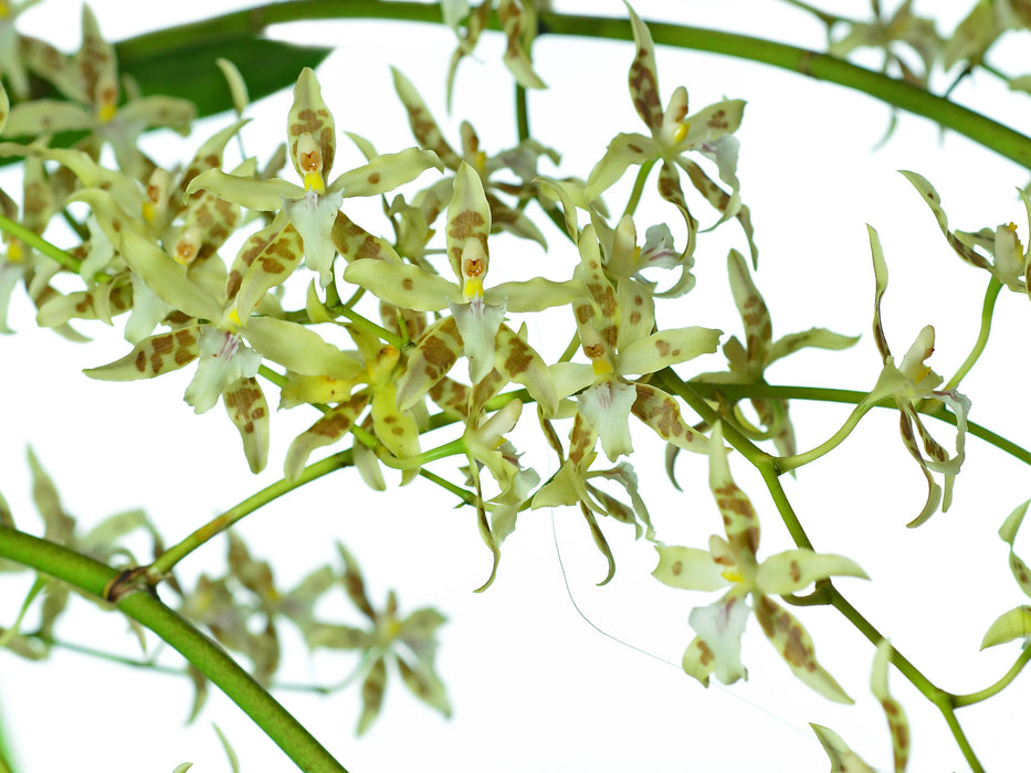 Oncidium aurarium