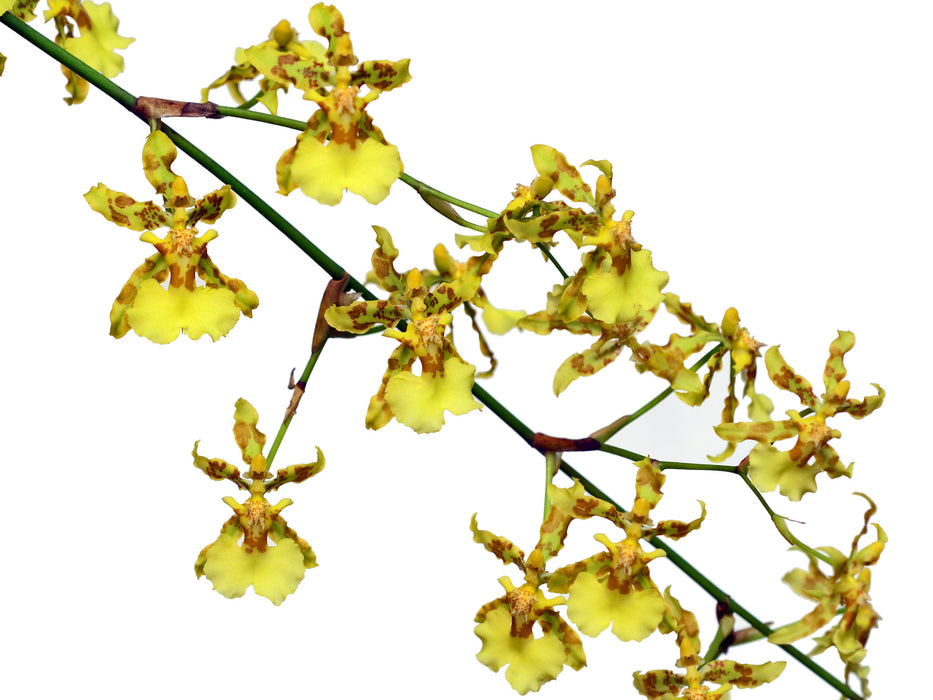 Oncidium baueri