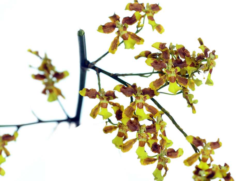 Oncidium boothianum