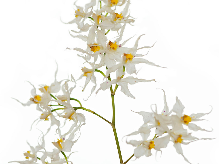 Oncidium cirrhosum f. alba