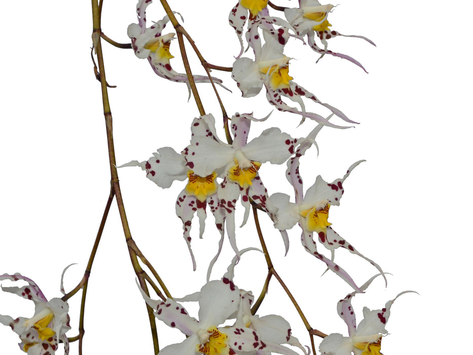 Oncidium cirrhosum