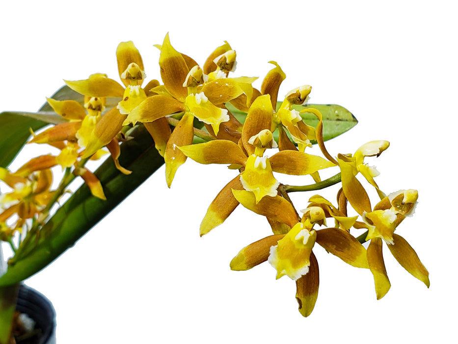 Oncidium cruentoides