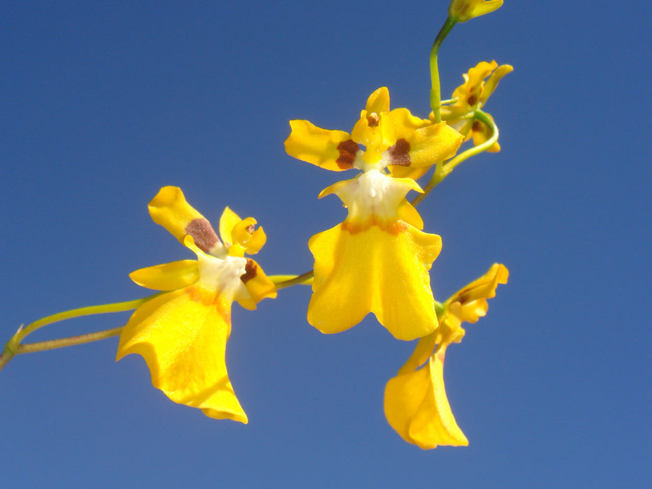 Oncidium cultratum