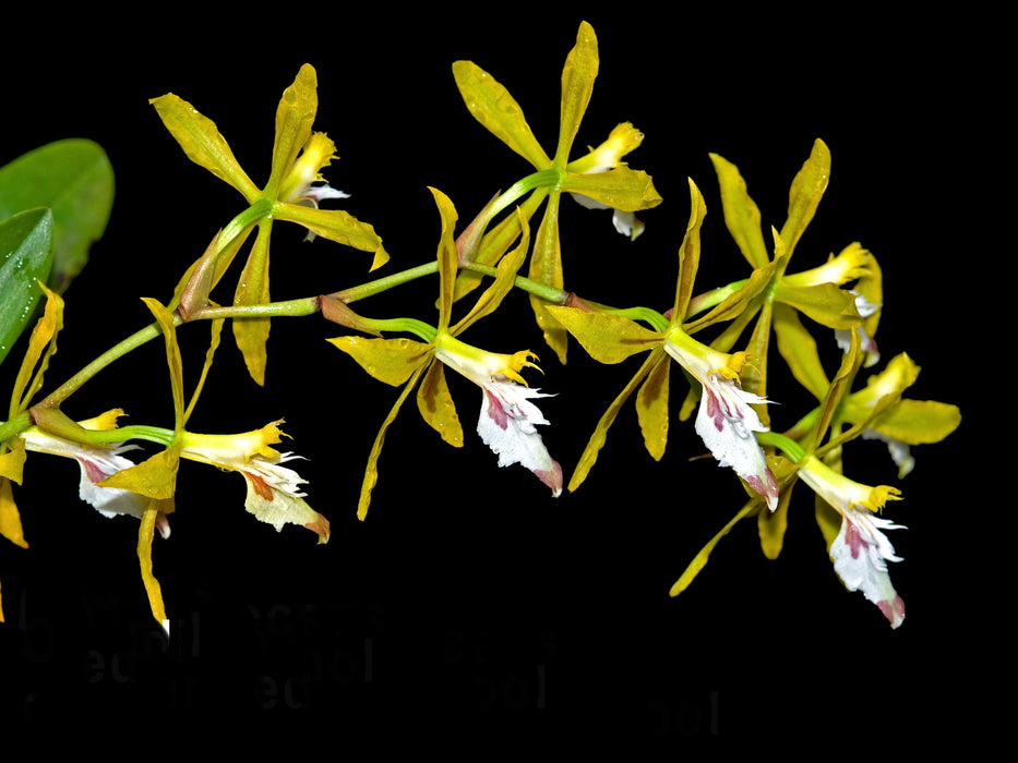 Oncidium dracoceps