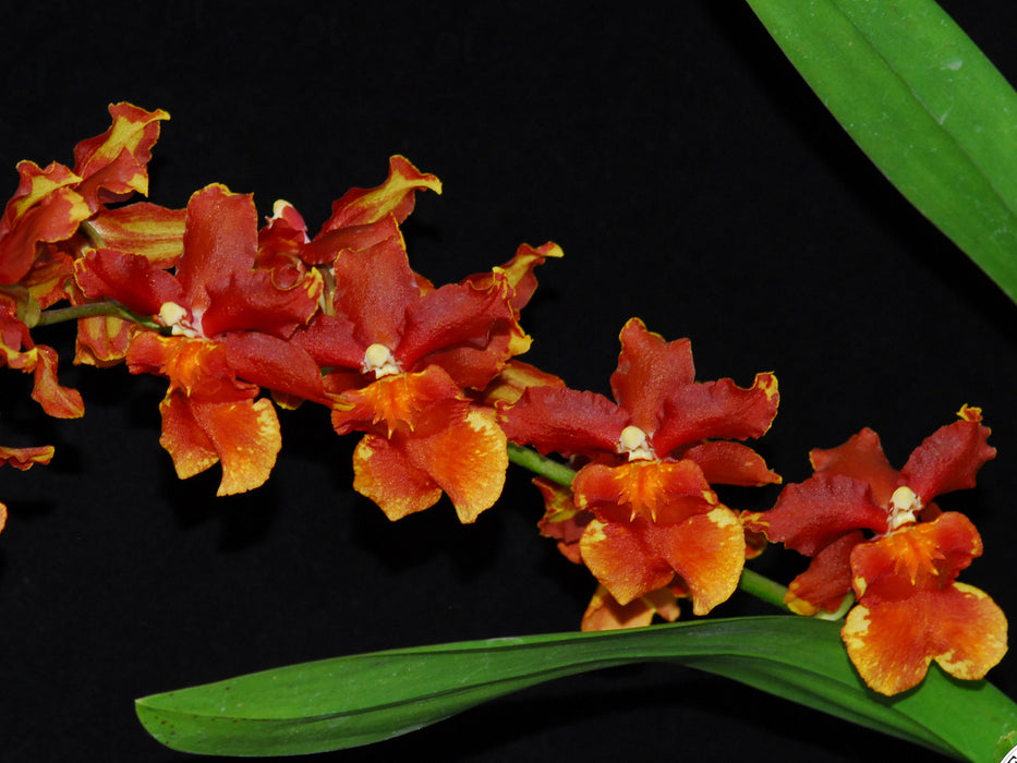 Oncidium Alessandro Valenza