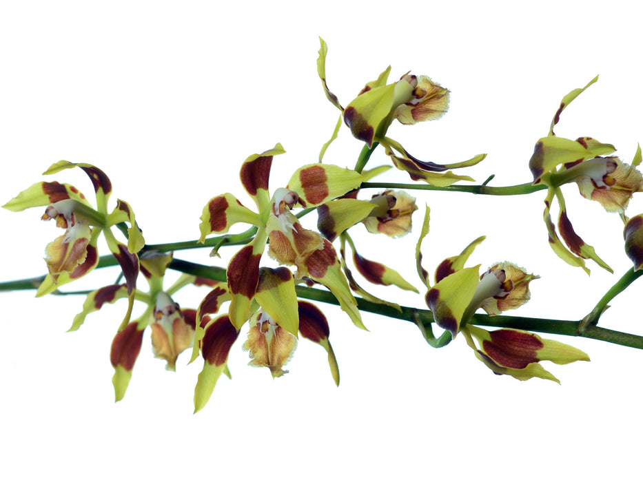 Oncidium epidendroides