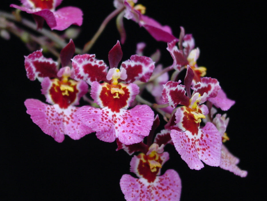 Oncidium Equitans