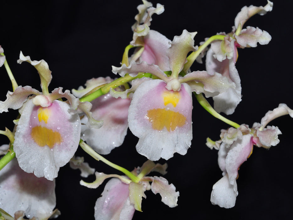 Oncidium fuscatum alba var Ecuagenera 002335