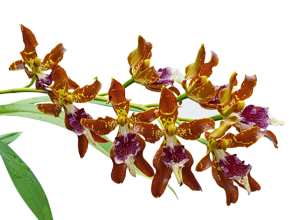 Oncidium gayi