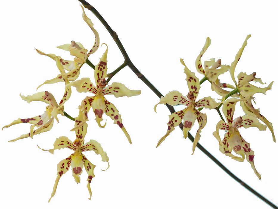 Oncidium gloriosum