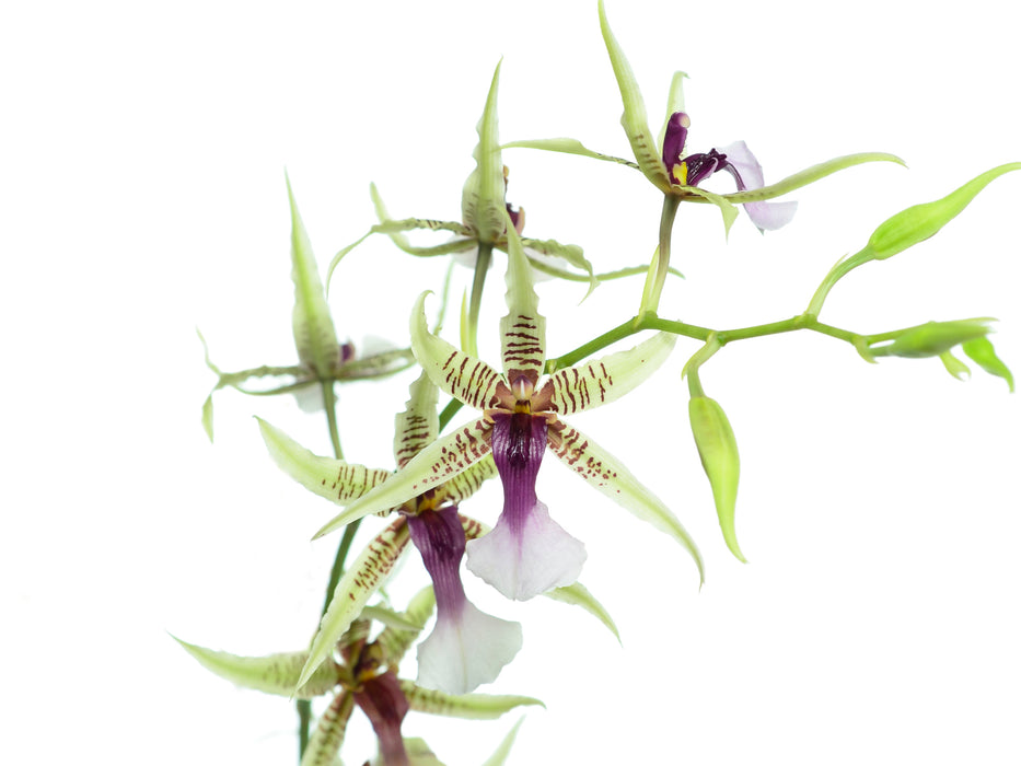 Oncidium hastilabium