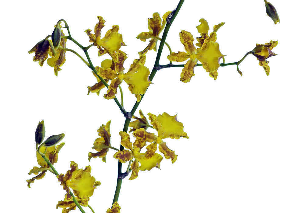 Oncidium hyphaematicum