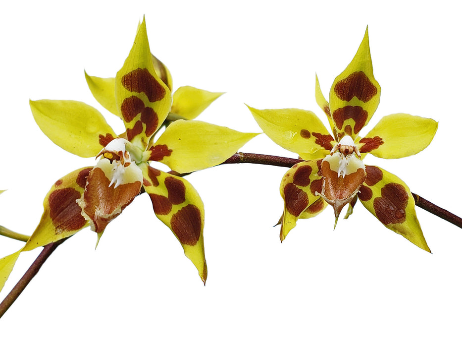 Oncidium kegeljanii