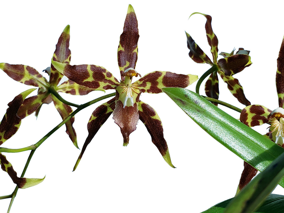 Oncidium lehmannii