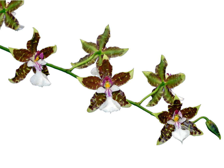 Oncidium leucochilum