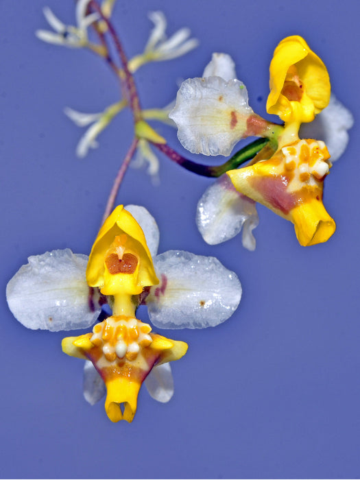 Oncidium ligiae