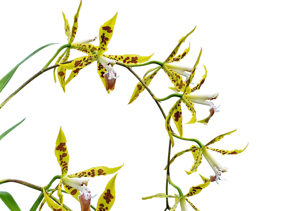 Oncidium lindleyoides