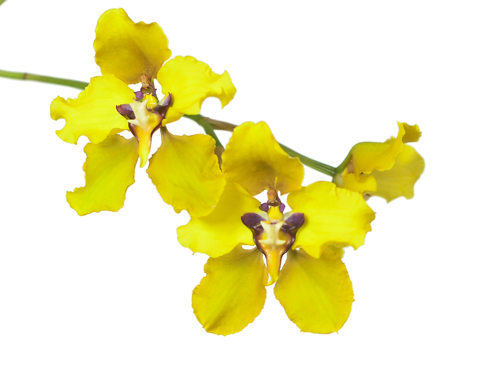 Oncidium macranthum - Large-Flowered Andean Orchid | Ecuagenera
