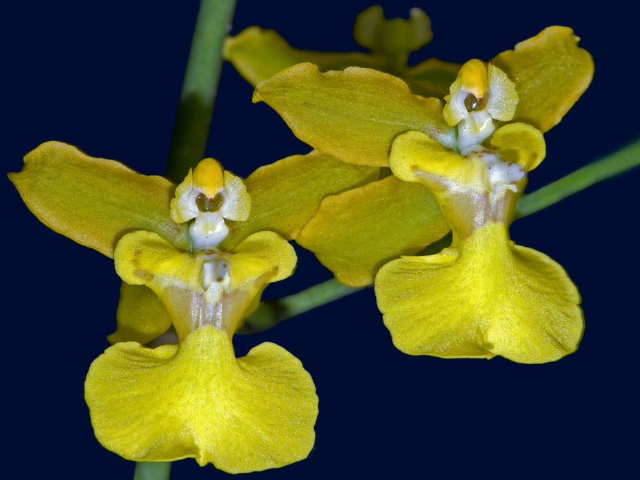 Oncidium mantense