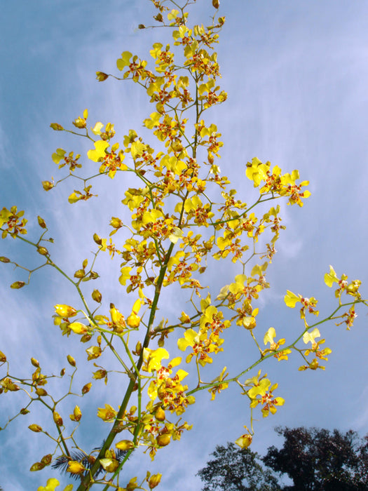 Oncidium nebulosum