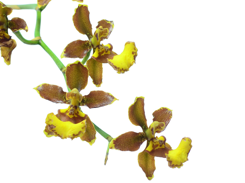 Oncidium oliganthum