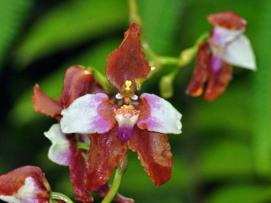 Cyrtochilum pastasae