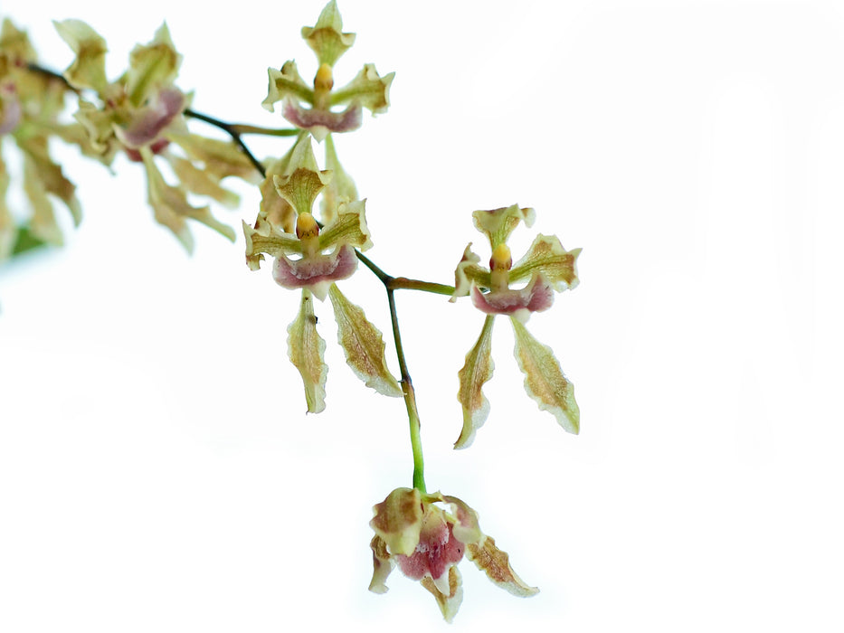 Oncidium peltiforme