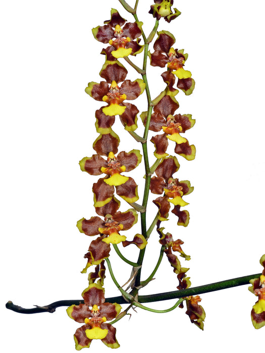 Oncidium planilabre