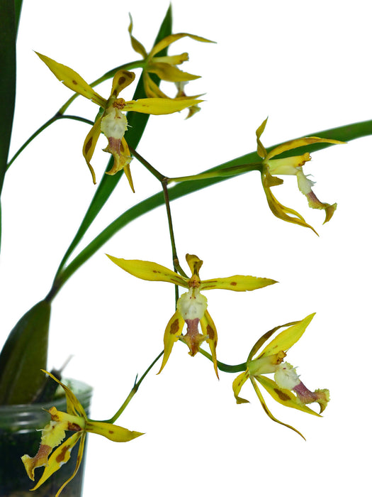 Oncidium portilloides