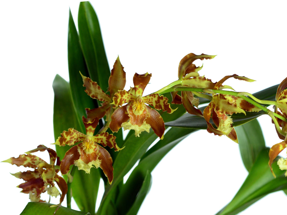 Oncidium sceptrum