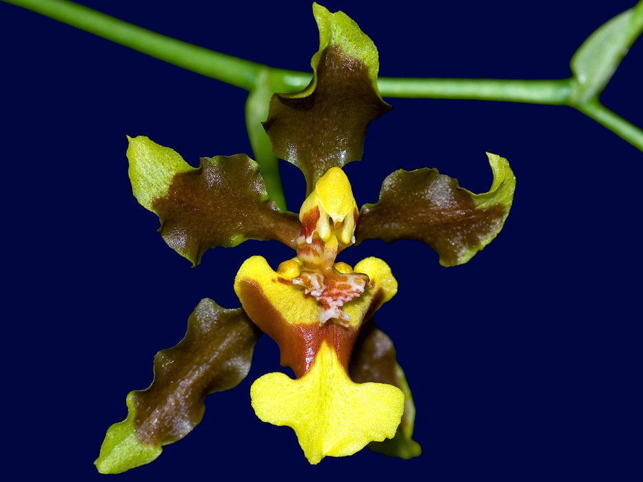 Oncidium schmidtianum