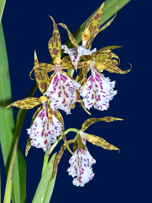 Oncidium tenuoides