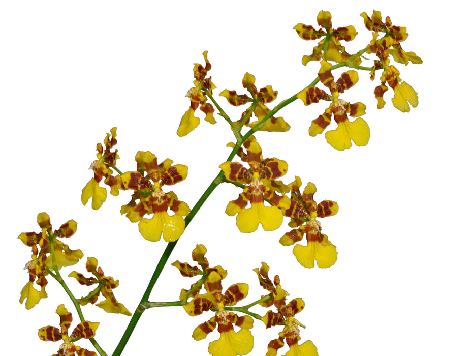 Oncidium tipuloides