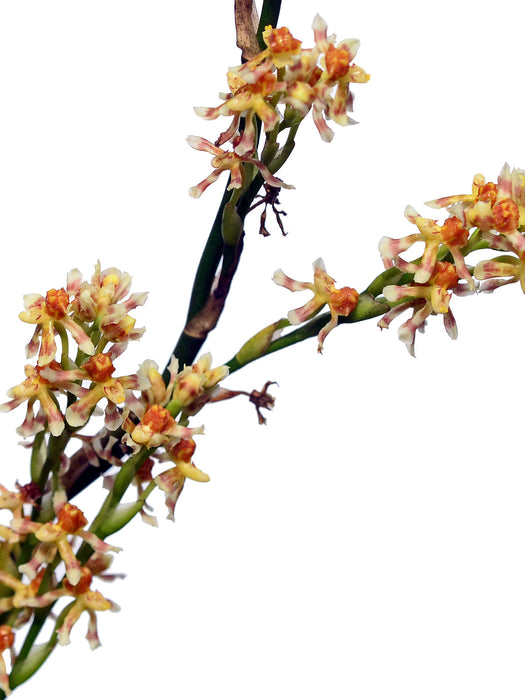 Oncidium toachicum