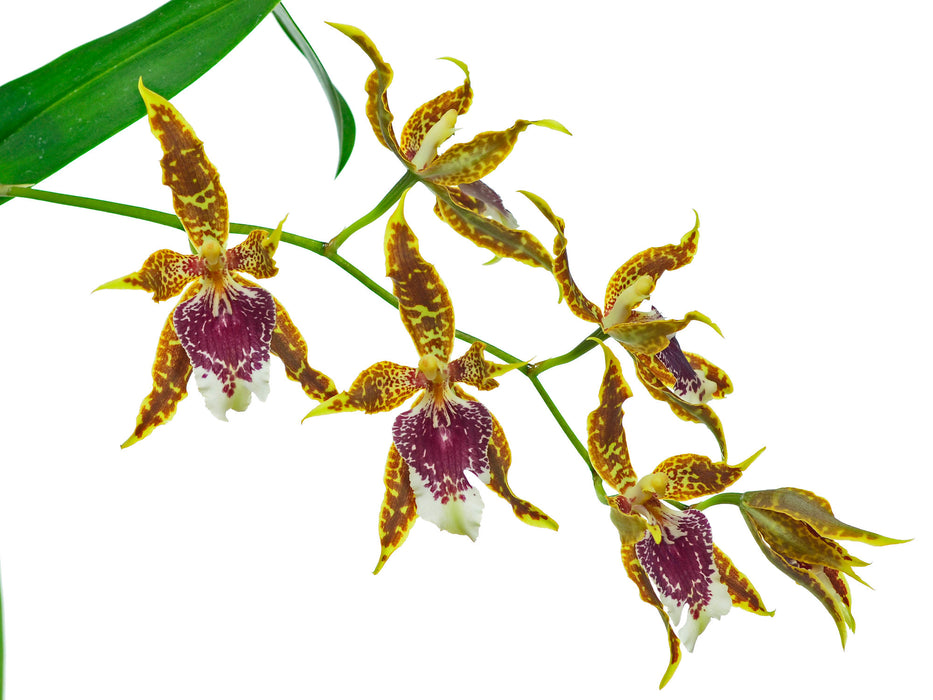 Oncidium x andreetteanum